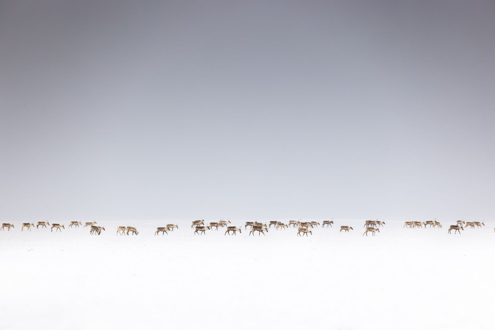 A caribou herd in the Arctic Refuge, central to the Last Alaskans cast's subsistence life
