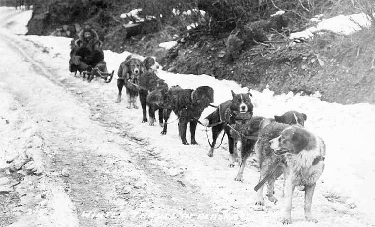 Historic dog sled team in Alaska — the way the Last Alaskans cast still travels the refuge