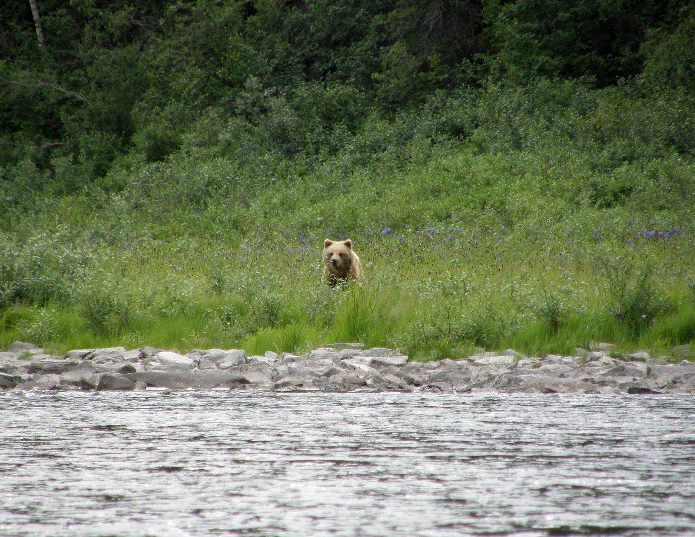 A grizzly bear in Alaska — one of the predators the Last Alaskans cast lives alongside