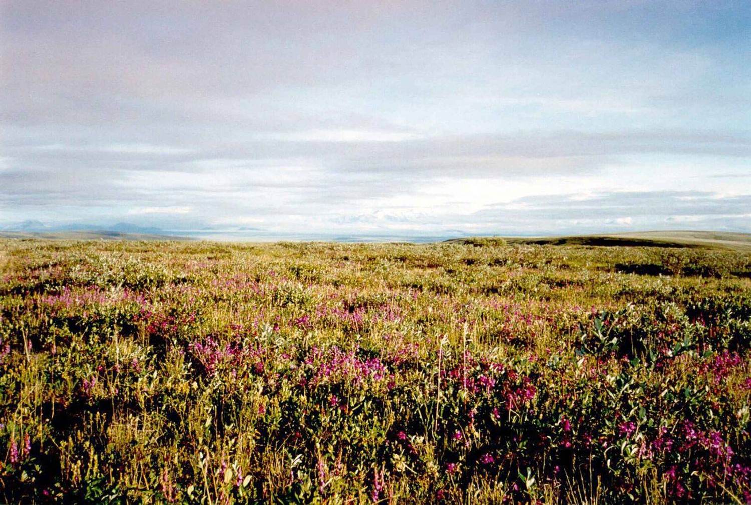 Tundra landscape in the Arctic National Wildlife Refuge