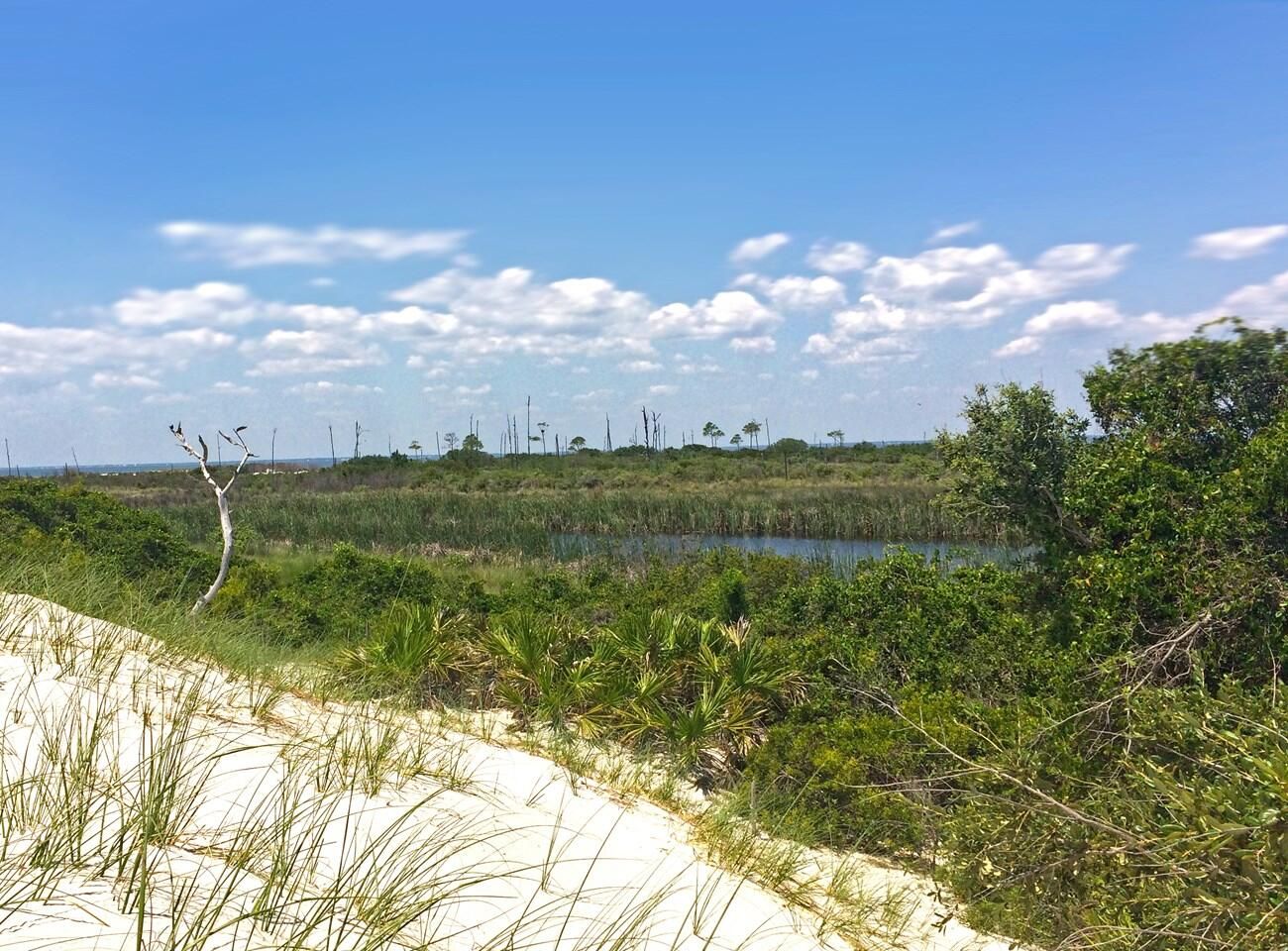 Wetlands on Horn Island, the Mississippi barrier island where Nolan Wells' body was found